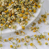 Chamomile Flowers 跨境产品 洋甘菊 洋甘菊 亚马逊爆款 非内销